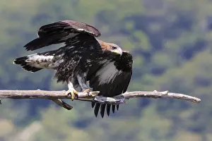 Accipitridae Family Eagles Stampe: Golden Eagle