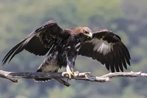 Aquila Chrysaetos Species Stampe: Golden Eagle