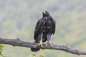 Predator Animals Europe Stampe: Golden Eagle