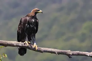 Raptor Bird Species Stampe: Golden Eagle
