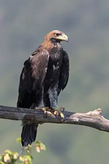 Aquila Chrysaetos Images Stampe: Golden Eagle