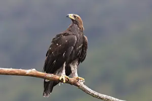 Accipitridae Family Eagles Stampe: Golden Eagle