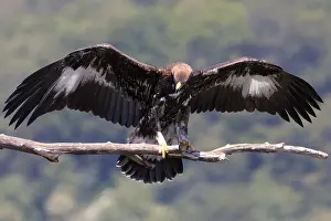 Predator Animals Europe Stampe: Golden Eagle