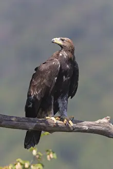 Aquila Chrysaetos Species Stampe: Golden Eagle