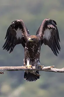 Raptor Images Stampe: Golden Eagle