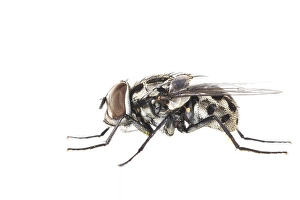 White Background Insect Photos Stampe: Graphomya maculata