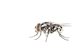 White Background Macro Photography Stampe: Graphomya maculata