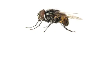 Garden Wildlife Photography Stampe: Graphomya maculata