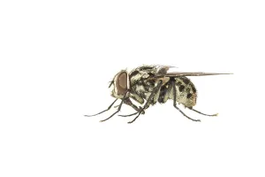 Stampa con cornice : Graphomya maculata Stampa con cornice : Graphomya maculata