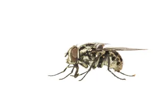 Stampa con cornice : Graphomya maculata