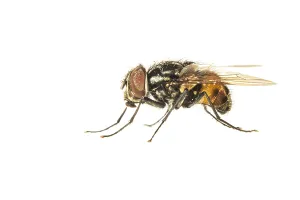 White Background Insect Images Stampe: Graphomya maculata