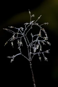 Dew Drops On Grass Stampe: Grass with dew drops