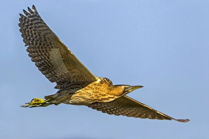 Blue Sky Nature Scenes Stampe: Great Bittern, Botaurus stellaris