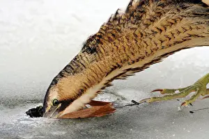 Great Bittern Bird Stampe: Great Bittern, Botaurus stellaris