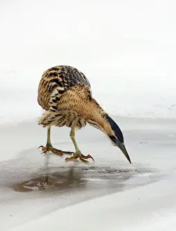 Great Bittern Stampe: Great Bittern, Botaurus stellaris