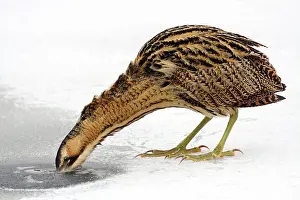 Great Bittern Bird Stampe: Great Bittern, Botaurus stellaris