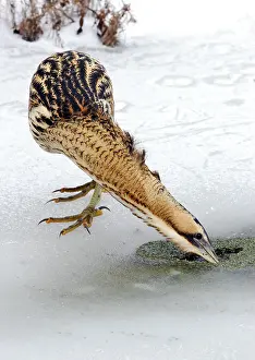 Botaurus Stellaris Habitat Stampe: Great Bittern, Botaurus stellaris