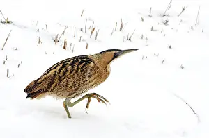 European Wild Animal Stampe: Great Bittern, Botaurus stellaris