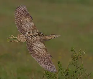 Great Bittern Stampe: Great Bittern, Roerdomp, Botaurus stellaris