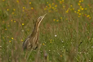Great Bittern Stampe: Great Bittern, Roerdomp, Botaurus stellaris