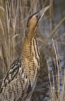 Great Bittern Bird Stampe: Great Bittern, Roerdomp, Botaurus stellaris
