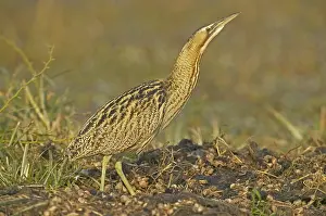 Great Bittern Stampe: Great Bittern, Roerdomp, Botaurus stellaris