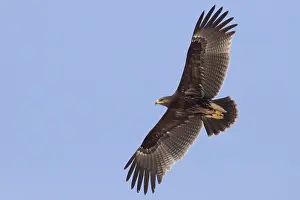 Daytime Bird Photography Tips Stampe: Greater Spotted Eagle