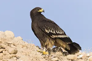 Accipitridae Species Stampe: Greater Spotted Eagle