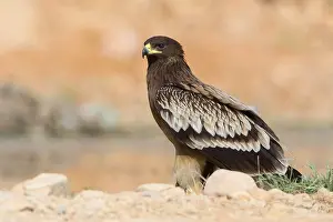 Aquila spagnola maggiore maculata