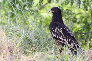 Accipitridae Family Stampe: Greater Spotted Eagle