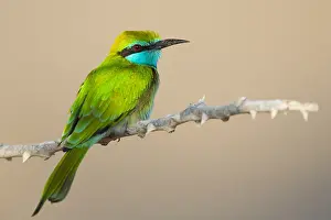 Middle East Bird Species Stampe: Green Bee-eater