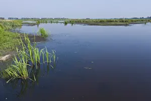 Europe Summer Landscapes Stampe: Groene Jonker