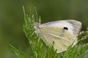 Large White Butterfly Stampe: Groot Koolwitje, Large White