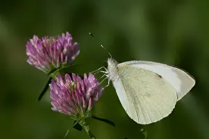 Large White Butterfly Stampe: Groot Koolwitje, Large White