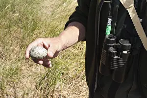 Northern Lapwing Habitat Stampe: Gull egg