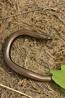 Anguis Fragilis Stampe: Hazelworm