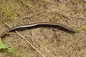 Anguis Fragilis Species Stampe: Hazelworm
