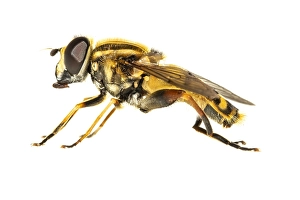 European Hoverfly Stampe: Helophilus pendulus