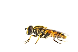 European Hoverfly Stampe: Helophilus pendulus