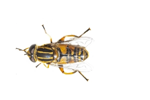 European Hoverfly Stampe: Helophilus pendulus