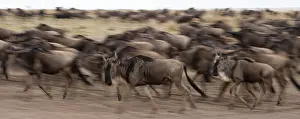 National Park Photography Stampe: A herd of migrating wildebeests