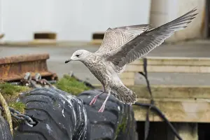 Herring Gull Stampe: Herring Gull