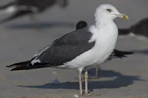 Laridae Family Birds Stampe: Heuglin's Gull
