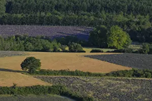 Lavender Fields In France Stampe: High angle view of a field of lavender
