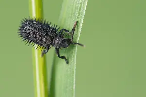 Sparviero nero.