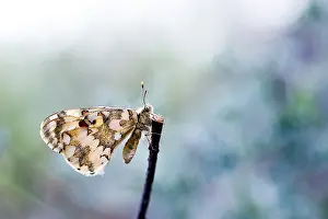 Asian Nature Photography Stampe: Hypermnestra helios