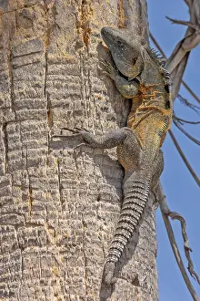 Iguana In Natural Habitat Stampe: Iguana spec