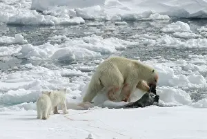 Ursus Maritimus Habitat Stampe: ijsbeer