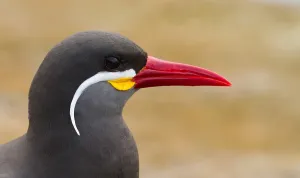 Inca Tern Stampe: Inca Tern