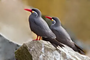 Inca Tern Stampe: Inca Tern